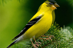 Double Vision in One Eye